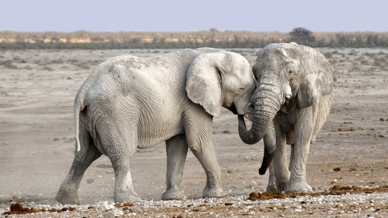 Les lieux à visiter lors de son séjour en Namibie