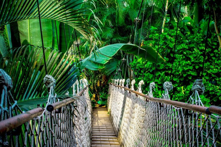 Quelles merveilles découvrir lors d&rsquo;une exploration tropicale ?