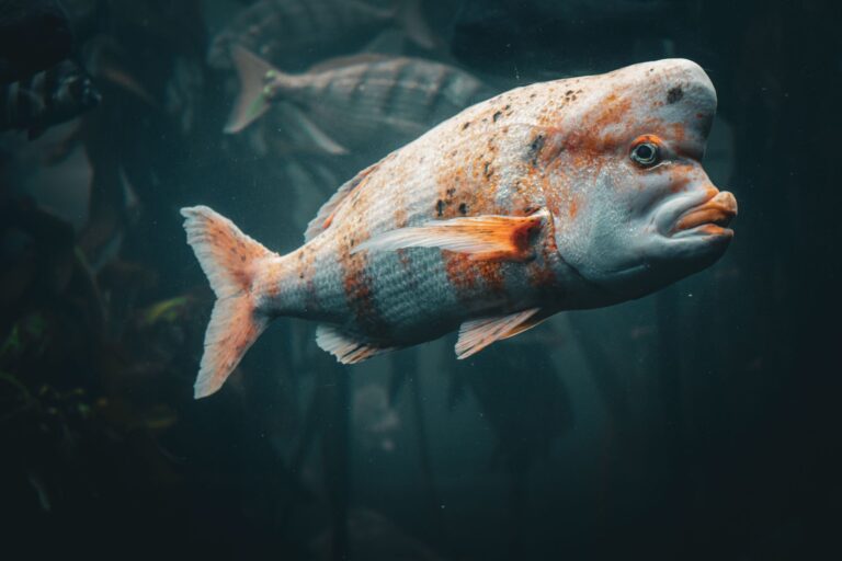 Quelles merveilles se cachent sous la surface lors d&rsquo;une découverte océanique ?