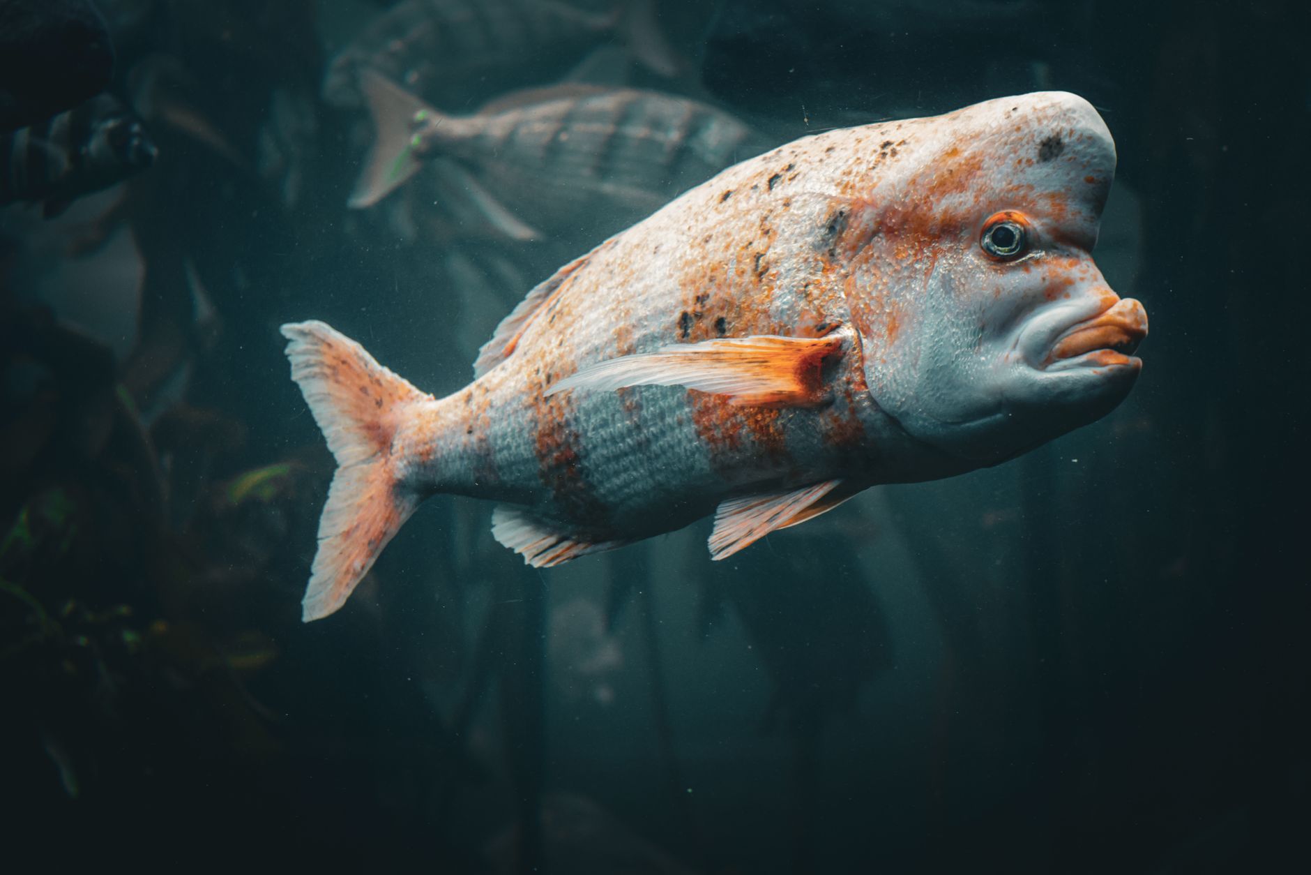 Quelles merveilles se cachent sous la surface lors d&rsquo;une découverte océanique ?