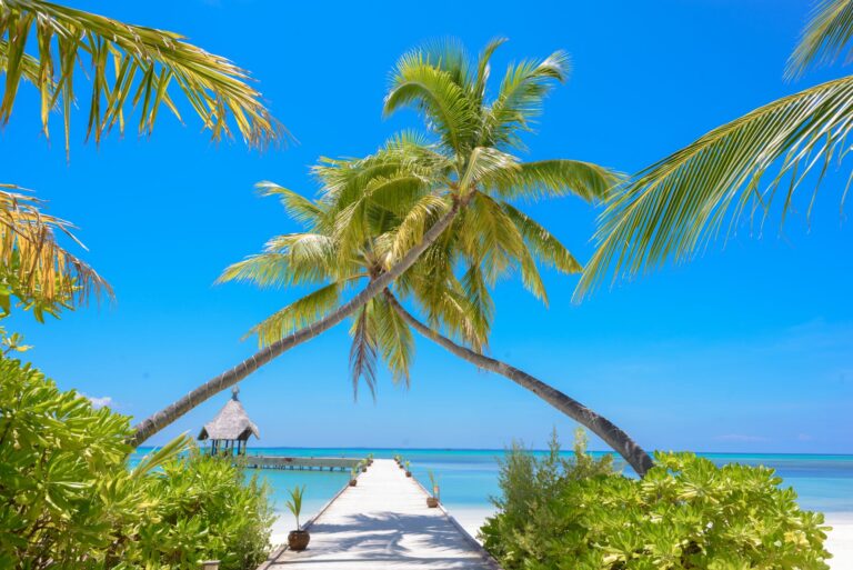 Quels sont les plaisirs tropicaux à découvrir ?